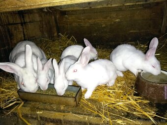 Králiky hyplus - 5