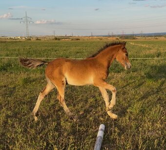 Hřebec Welsh Cob - 5