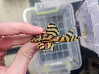 L 333 Gold line AAA - odchov - 5