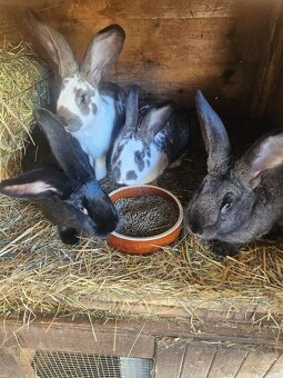 Ponúkam na predaj - 5