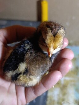 Kuriatka araucana,australorpka,hodvabnicky - 5