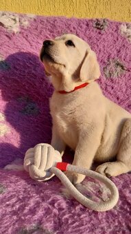 Labrador s PP žlté a čierne šteniatka - 5