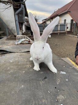 Belgický obor - čierny, albín - 5