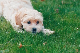 Maltipoo (malteze +Pudel = maltipoo) - 5