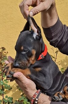 DOBERMAN ŠTENIATKA S FCI P.P - 5
