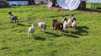 Romanovska ovca, Baran Dopper, Texel a Šarolak - 5