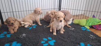 Goldendoodle - 5