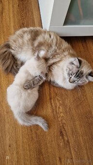 Ragdoll kocúrikovia:), s fliačikom na nošteku rezervovaný - 5