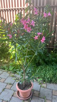 Krásny ružový Oleander - 5