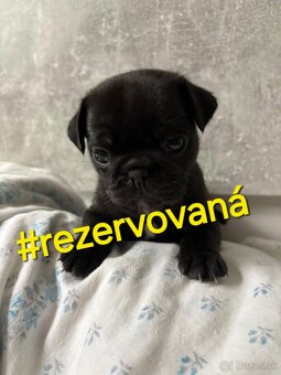 Predám šteniatka mops - 5
