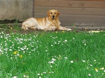 Zlatý retriever na krytie - 5