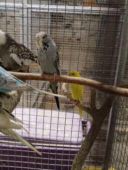 Predám andulky po polovystavnych rodičoch - 5