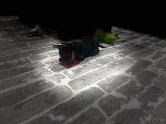 Yorkshirsky terier - 5