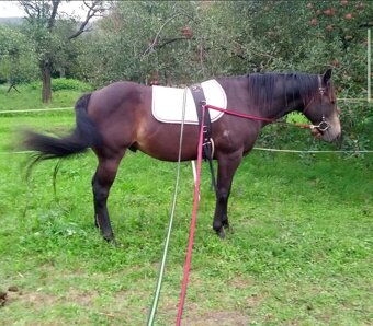 Preprava koní, tréningy, vychádzky - 5