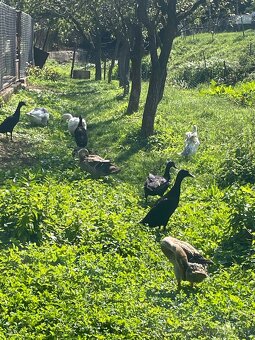 Slepačie vajíčka - 5