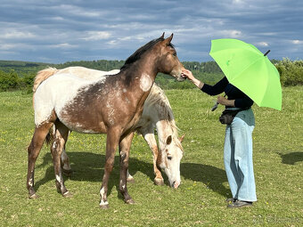Ročná kobylka Appaloosa - 5