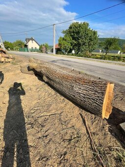 Na predaj – kvalitný kmeň orecha, priemer 90 cm, dĺžka 3,5m - 5