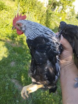 10 týždňové Sasex, Orpington, Faverolky,Marans - 5
