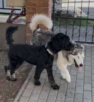 Hladame domov❤️ REZERVOVANE🤗 - 5