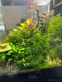 Rastlinky do akva / krevetaria - 5