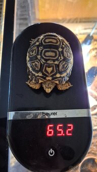 Korytnačka leopardia - 5