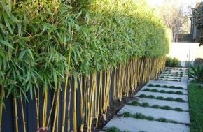 1-4 metrové bambusy na živý plot Predám vždy zelený bambus - - 5