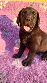 Labrador s PP žlté a čierne šteniatka - 5