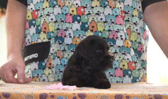 Bradáč malý čierny - šteniatka - 5