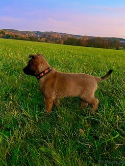 Belgický ovčák Malinois s PP 7.týdnů - 5