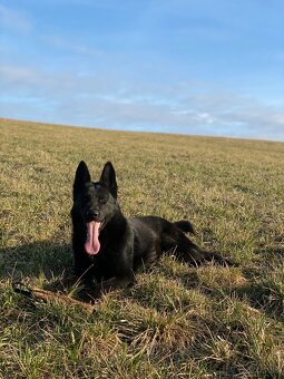 Nemecky ovčiak s PP krytie - 5