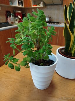 Izbové rastliny - 5
