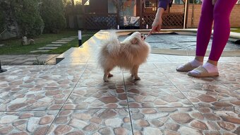 Krásny, láskyplný, čistokrvný pomeranian na krytie - 5