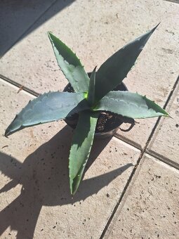 Agave americana - 5