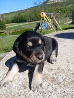 Labrador šteniatka - 5