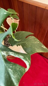 monstera albo variegata - 5