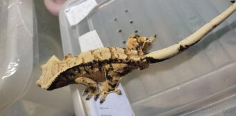 Pagekon riasnaty - Correlophus ciliatus - 5