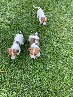 Jack russel terier - 5