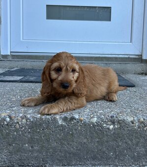 Cockapoo - 5