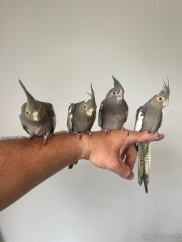 Korely ručne dokrmena Krotká - 5