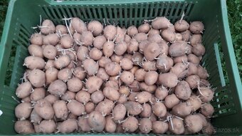 Soraya (odroda)-sadbove zemiaky - 0,35 Eur/kg. - 5