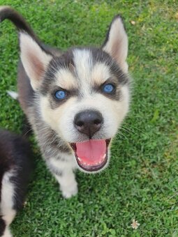 Šteniatka sibírsky husky - 5