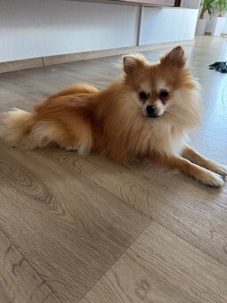 Pomeranian mini - 5