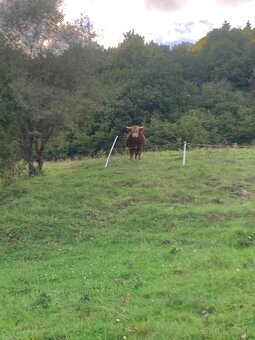 Býk na pripúšťanie - 5