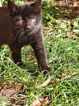 Darujeme krásne mačiatka - 5