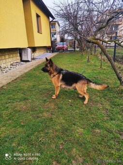 Nemecký ovčiak šteniatka - 5