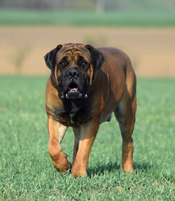 búrský buldok- boerboel-feny-garance zdravých kloubů - 5