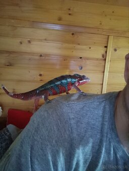 Chameleón pardali - 5