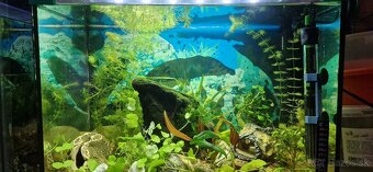 Akvárium 52 l zariadené - 5
