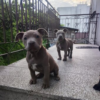 Americký pitbulterier pitbul pitbull - 5