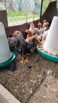 Araucana divosfarbená - 5